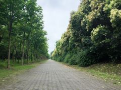 -上海海湾国家森林公园