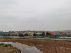 -空港花田景区