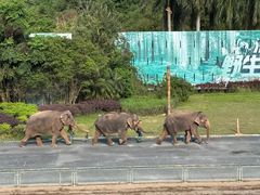 -深圳野生动物园