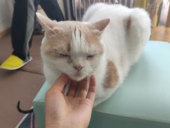 -猫在这儿猫咪咖啡馆·撸猫馆