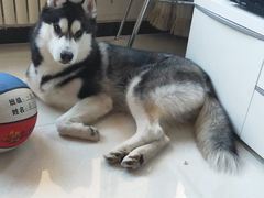 -宠福鑫康馨动物医院·骨科·眼科