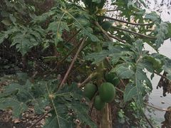 -贤鲁岛贤溪农庄