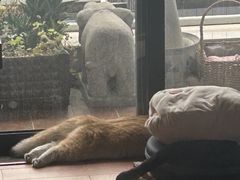 -lincat·猫舍(广州店)