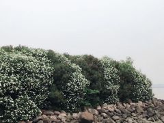 -吴淞炮台湾湿地森林公园烧烤区