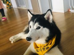 -Husky Go! 哈士奇体验馆·宠物咖啡厅狗咖