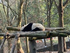 -都江堰中华大熊猫苑