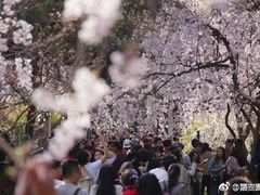 -西安青龙寺遗址景区
