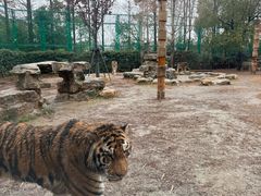 -上海野生动物园老虎餐厅