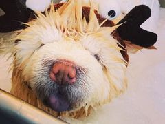 -PETKIT小佩宠物(古北店)