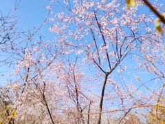 -桃花堤公园