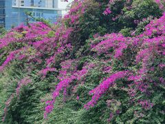 -两江幸福广场