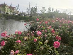 -大塘金香草谷