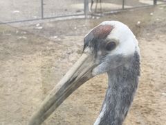 -盐城丹顶鹤湿地生态旅游区