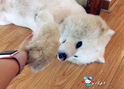-英刺青 纹身 洗纹身