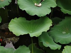 -荔湾湖公园