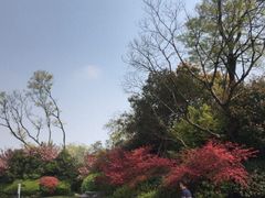 -桃花岛景观公园
