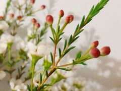 -ChaKo Flora ·茶子花艺 (市北店)
