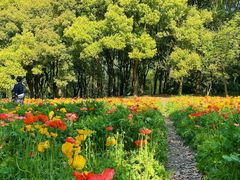 -上海共青森林公园