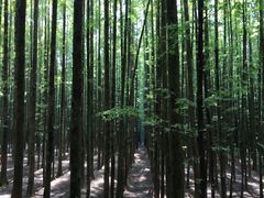 -山王坪喀斯特国家生态公园