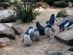 -费瑟代尔野生动物园