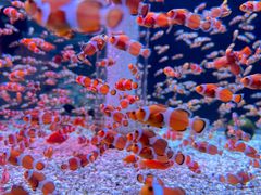-海合安成都极地海洋公园