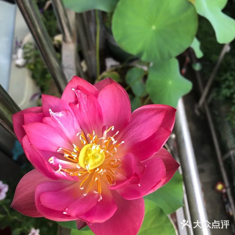 碗莲的简易种植