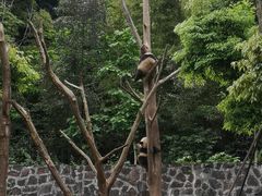 -都江堰中华大熊猫苑