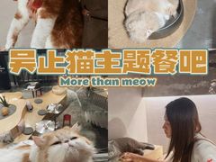 -more than meow吴止猫主题餐厅(承德 中船汇店)