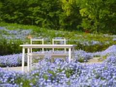 -花开海上生态园