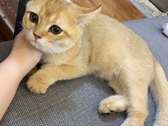 -东方名猫馆·英短金渐层布偶猫舍(环线广场1号楼店)