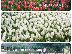-上海鲜花港