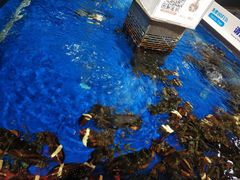 -盒马鲜生(莱蒙都会店)