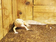 -上海大自然野生昆虫馆