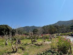 -深圳仙湖植物园