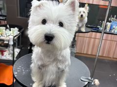 -宠宠熊宠物美容(星湖街店)