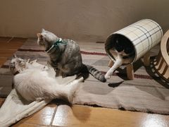 -猫友咖啡店(玉林西路店)