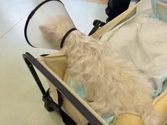 -瑞鹏宠物医院·宠保定点·心脏科·内科(御桥分院)