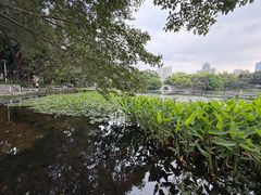 -荔湾湖公园