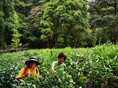 -广州市流溪河国家森林公园