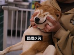 -是阿柴呀！柴犬咖啡·爱喵喵猫咖