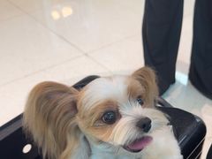 -帕帕拉兹宠物(亚洲旗舰店)