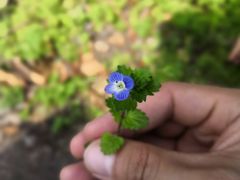 -紫金山天文台