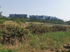 -华侨城湿地公园