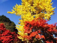 常寂光寺-常寂光寺