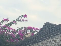 -熊猫屋(宽窄巷子景区店)