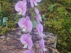 -国家植物园南园