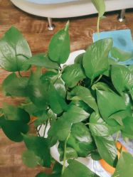 点击看大图 -美画·轻奢美甲美睫