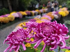 -杭州植物园