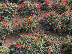 -兰陵国家农业公园