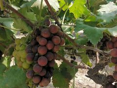 -南汇老顾农家乐采摘大团水蜜桃采摘店